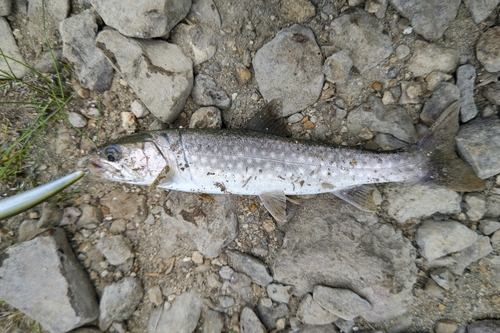 アメマスの釣果