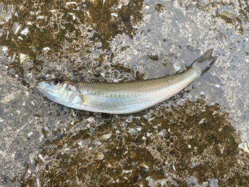 シロギスの釣果