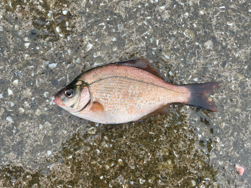 ウミタナゴの釣果