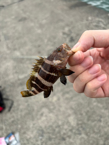 アオハタの釣果