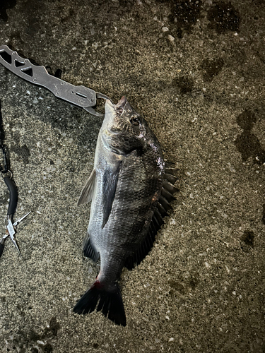 チヌの釣果