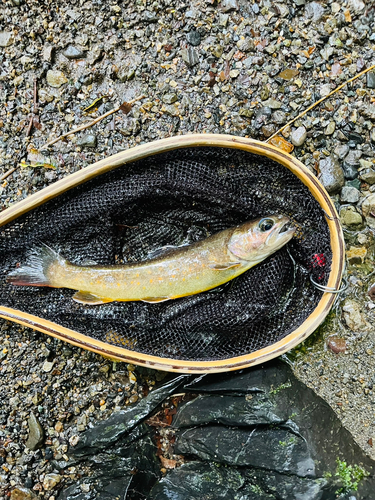 イワナの釣果