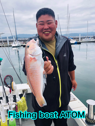 マダイの釣果