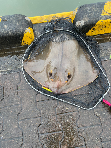 アカエイの釣果