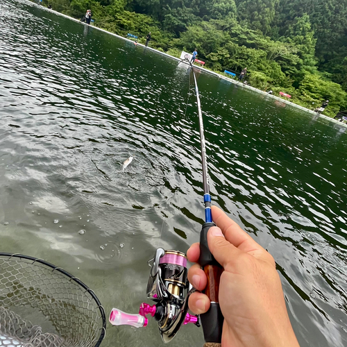 ニジマスの釣果