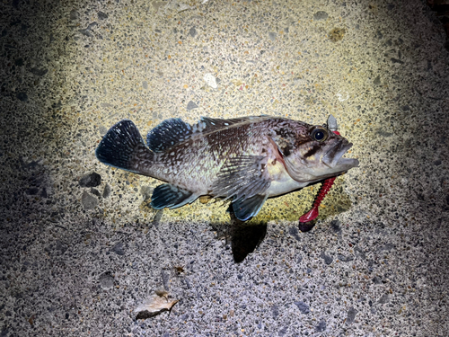 マゾイの釣果