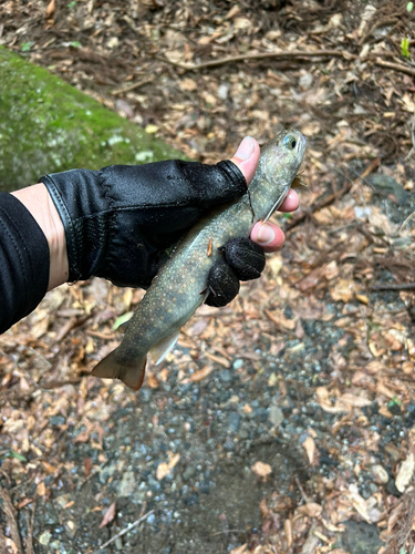 ニッコウイワナの釣果