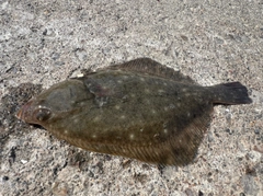 カレイの釣果