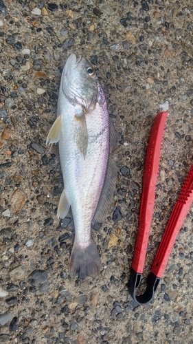 イシモチの釣果