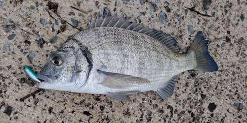 ミナミクロダイの釣果