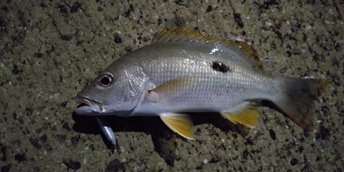 イッテンフエダイの釣果