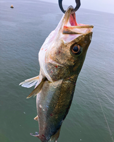 スズキの釣果