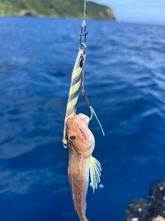 アカエソの釣果