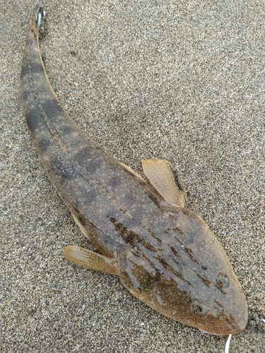 コチの釣果