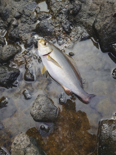 イサキの釣果