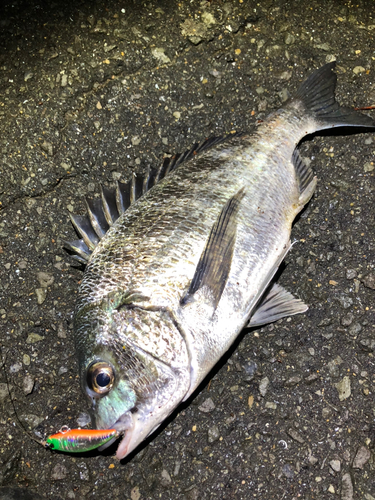 チヌの釣果