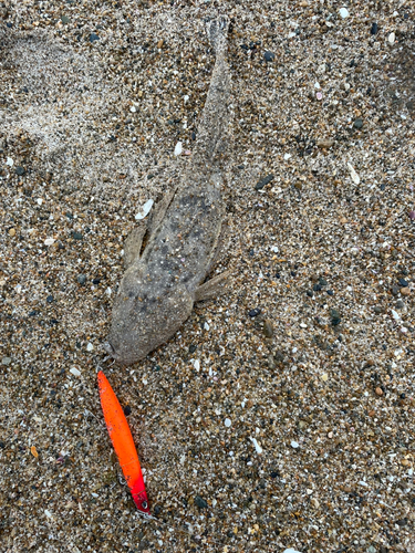 マゴチの釣果