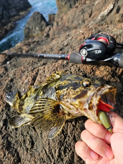 ベッコウゾイの釣果