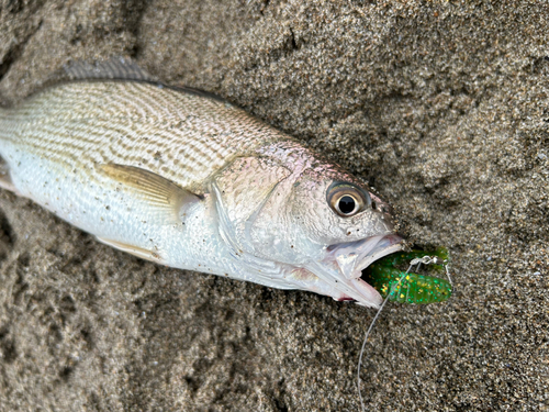 イシモチの釣果