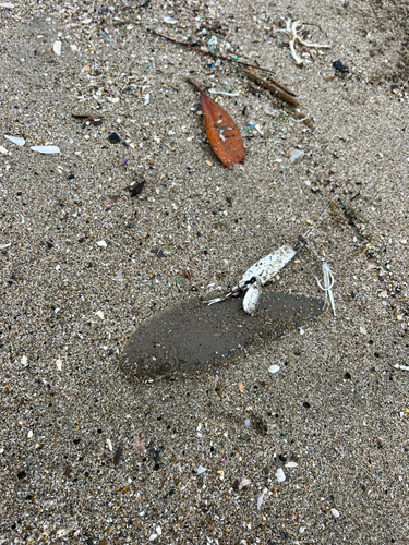 シタビラメの釣果