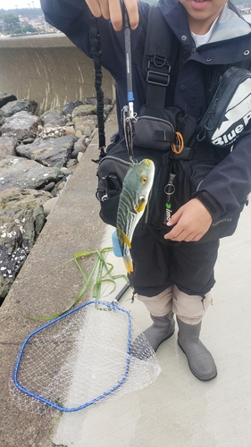 シマフグの釣果