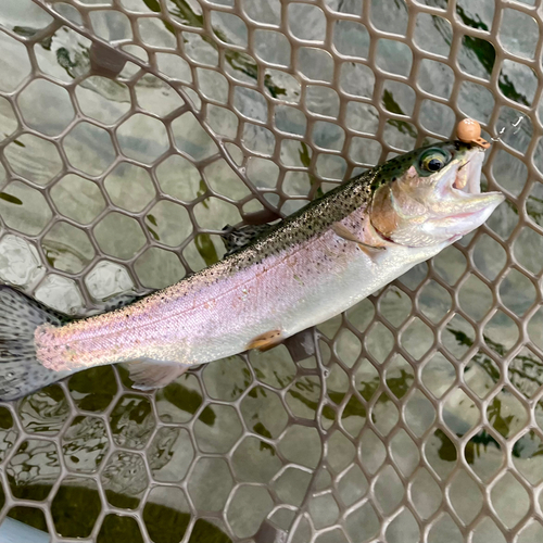 ニジマスの釣果