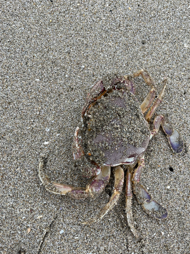 ヒラツメガニの釣果