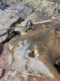 アカエイの釣果