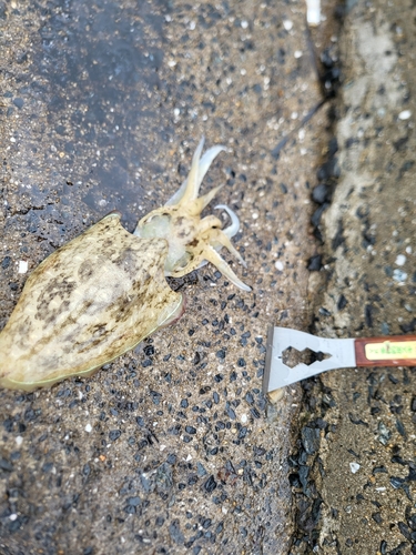 モンゴウイカの釣果