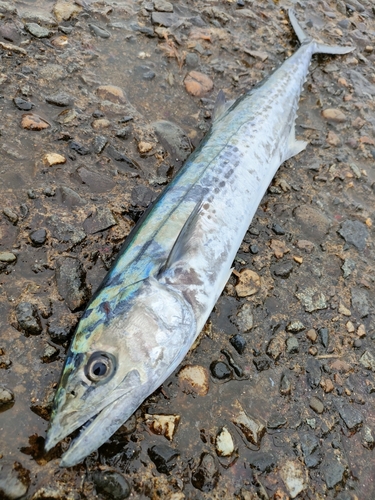 サゴシの釣果