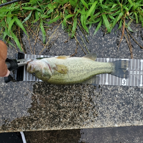 ブラックバスの釣果