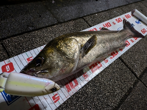 シーバスの釣果