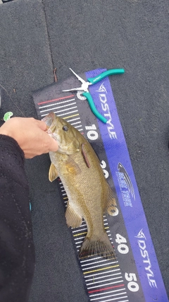 スモールマウスバスの釣果