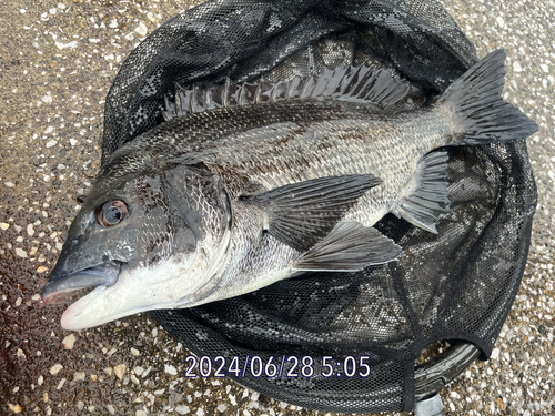 クロダイの釣果