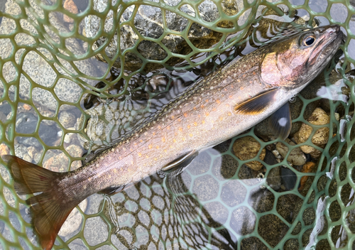 イワナの釣果