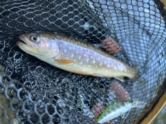 アメマスの釣果