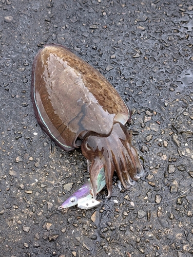 コウイカの釣果