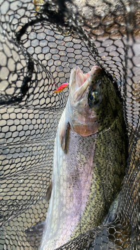 ニジマスの釣果