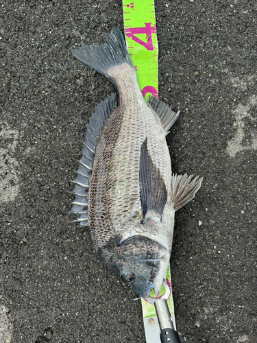 クロダイの釣果