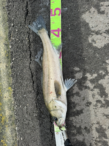 スズキの釣果