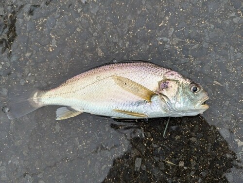 イシモチの釣果