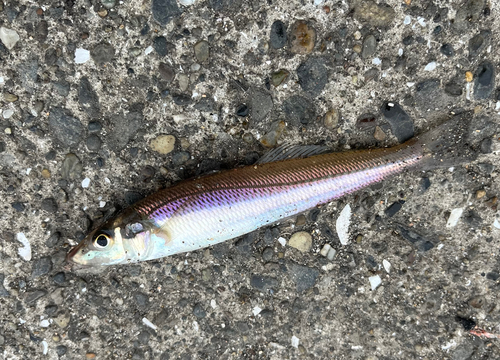 シロギスの釣果