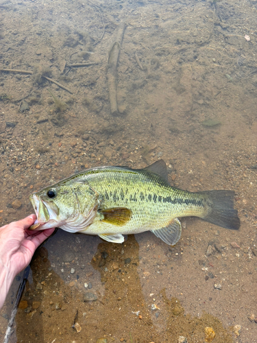 ラージマウスバスの釣果