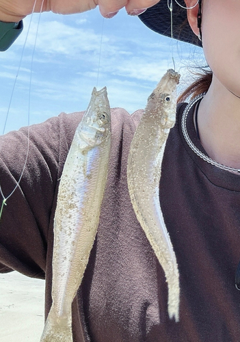 キスの釣果