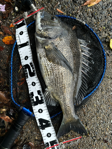 チヌの釣果