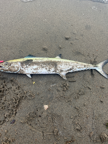 サゴシの釣果