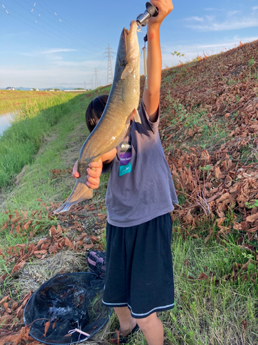 マナマズの釣果