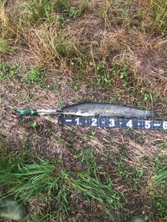 マナマズの釣果