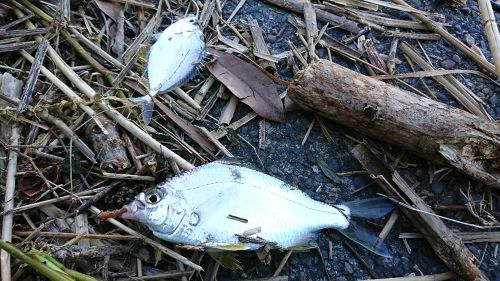 ダイミョウサギの釣果