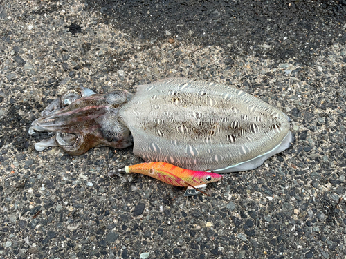 モンゴウイカの釣果